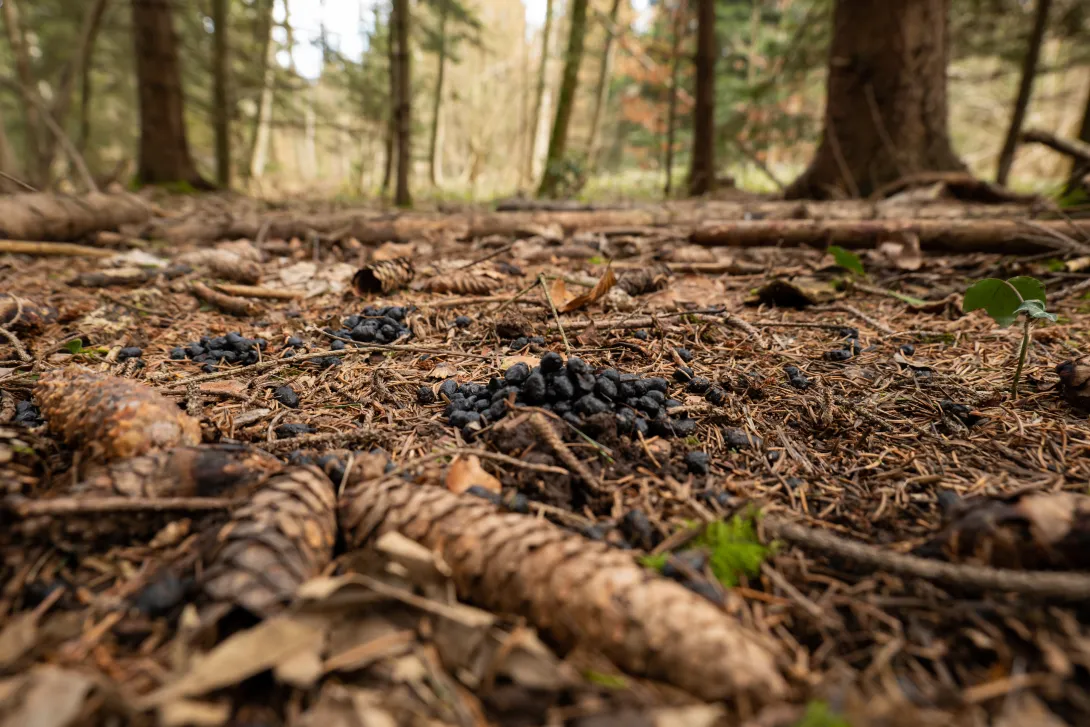 deer droppings on the forest floor