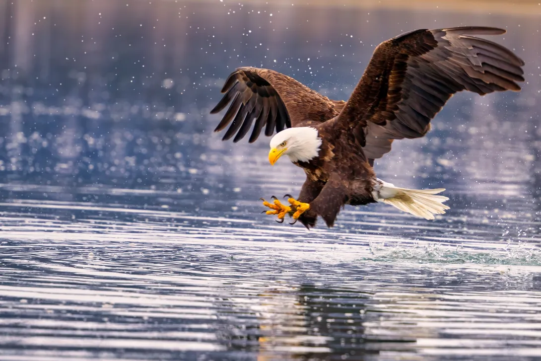 bald eagle reaching for fish in water