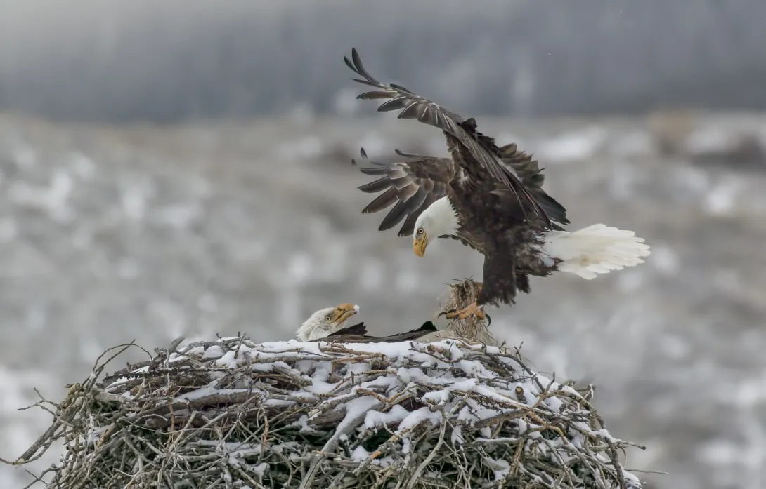 Bald eagle mated pair preparing their nest for their young.
