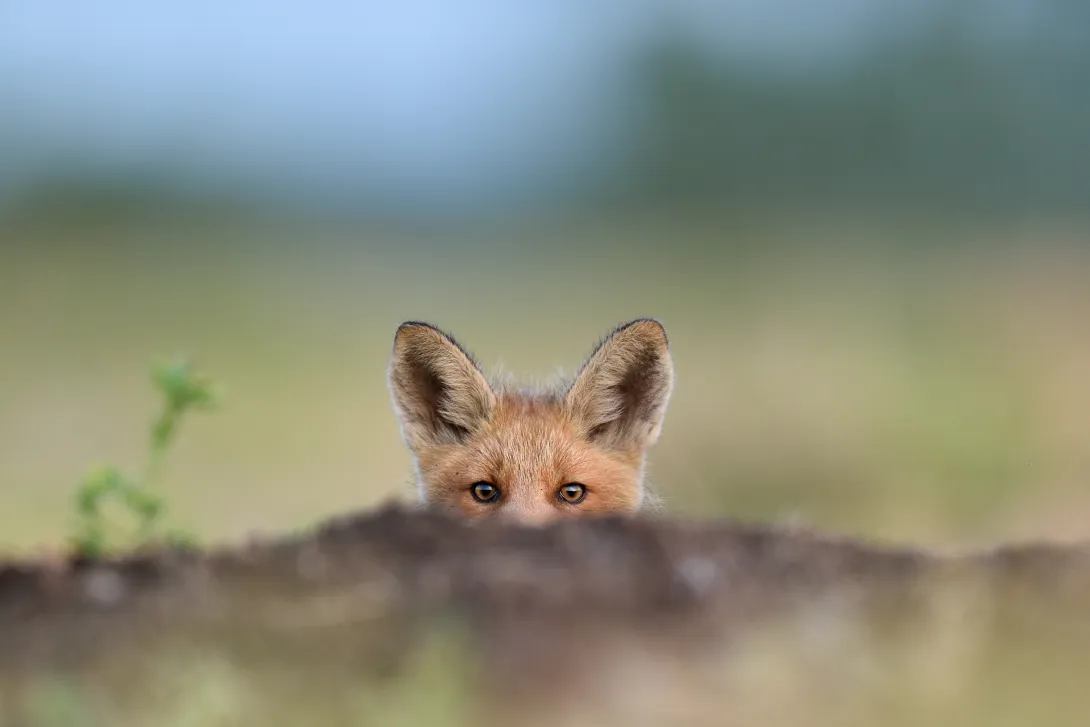 red fox peeking over mound of dirt
