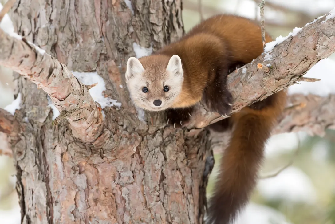 pine marten in tree