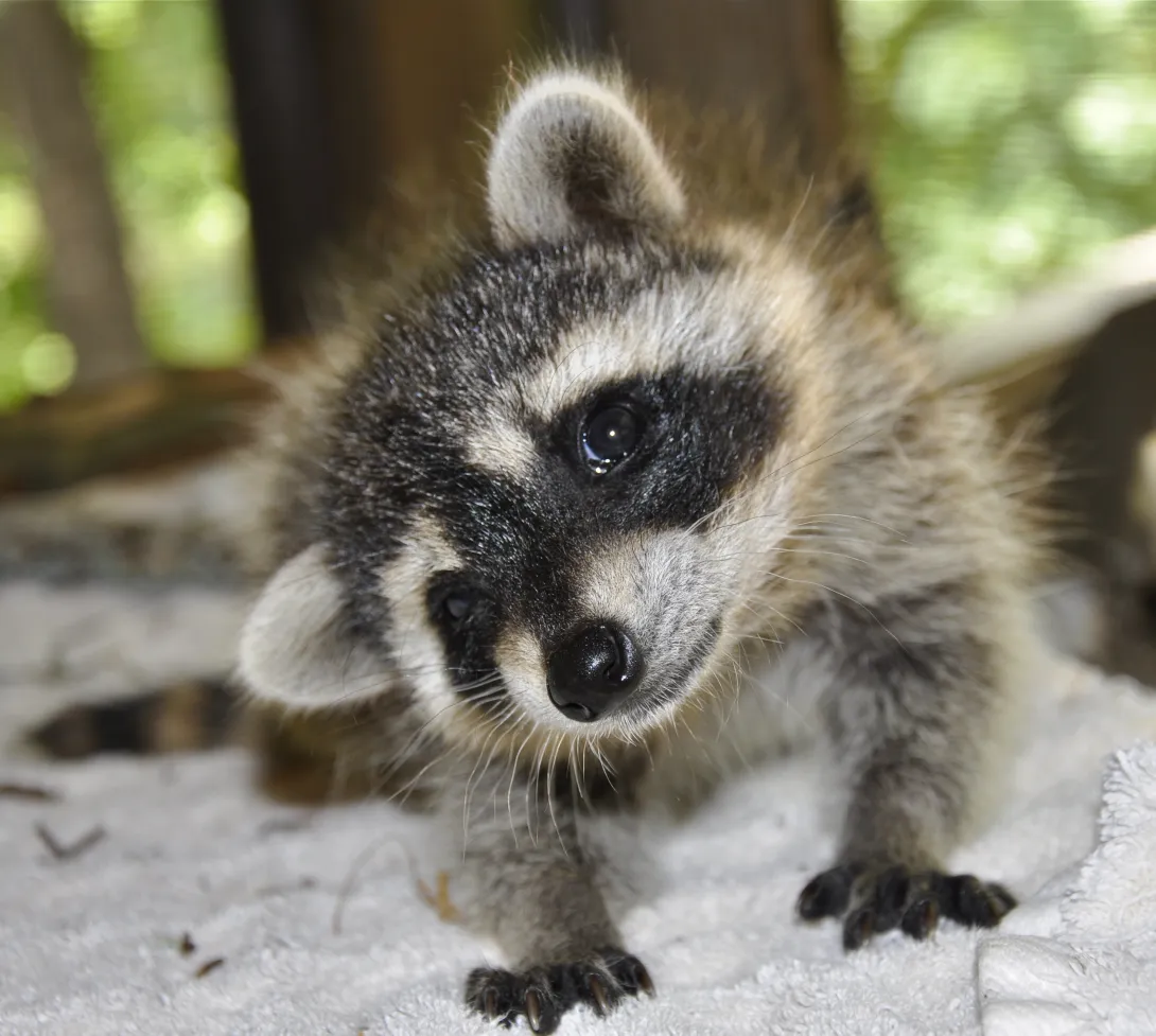 juvenile raccoon on pad