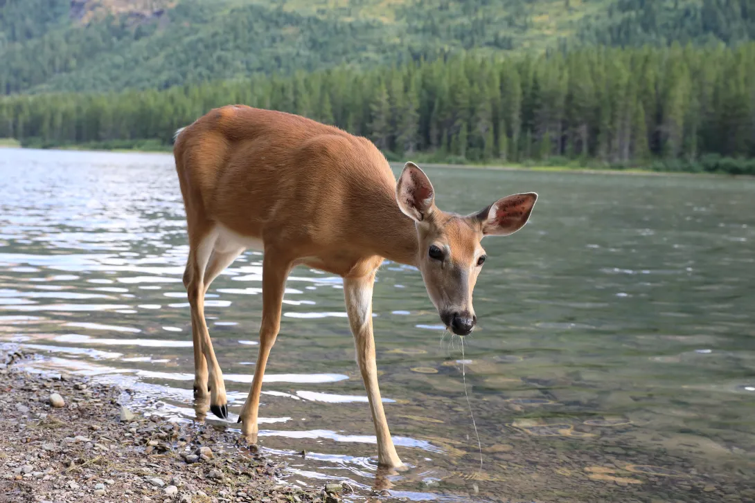 white-tailed deer near lake