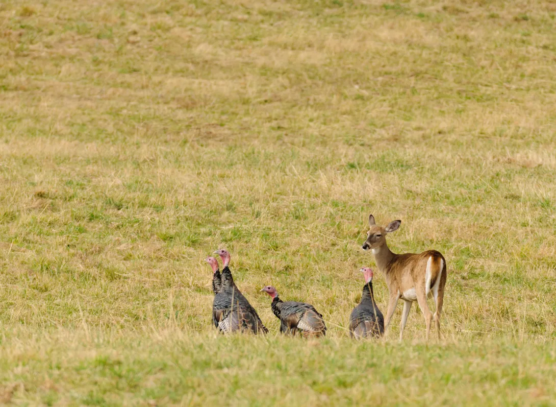 turkeys with deer in field