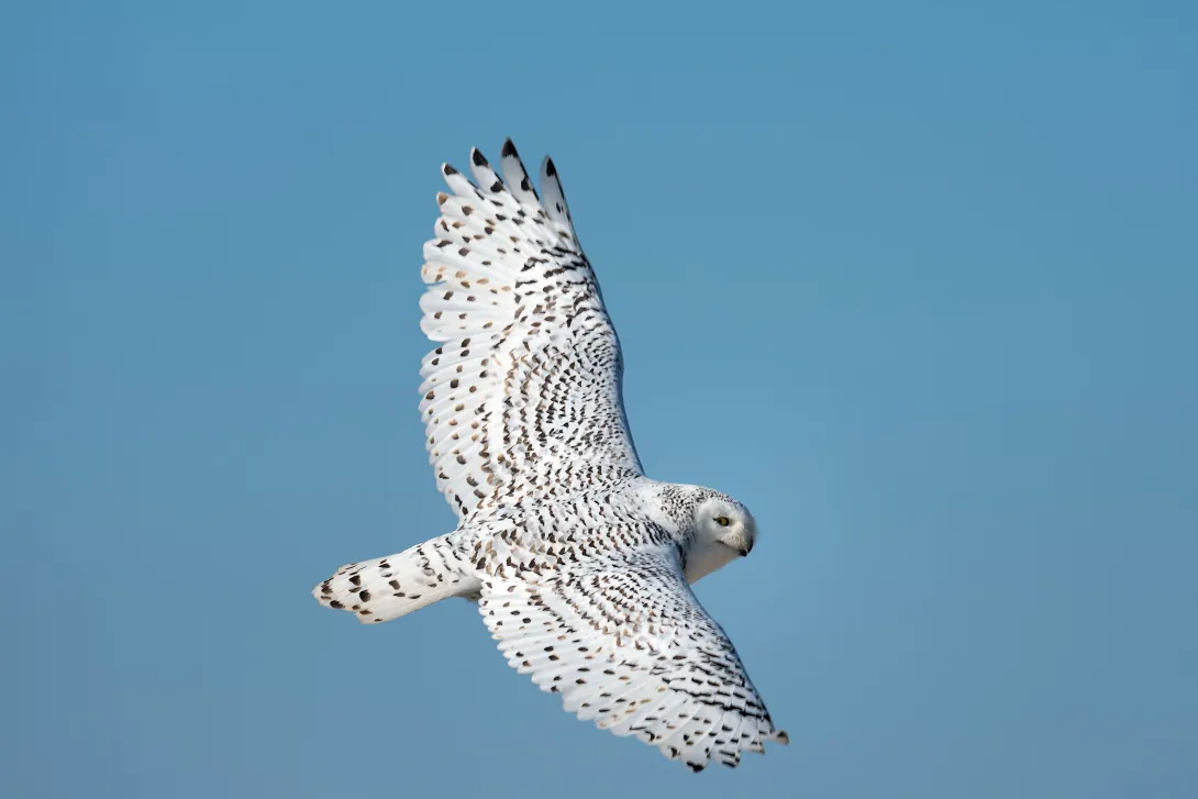 Snowy owl in flight