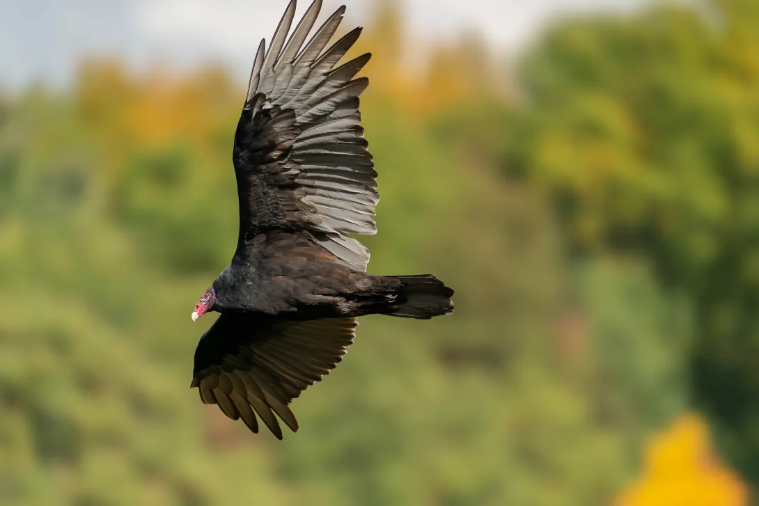turkey vulture in flight
