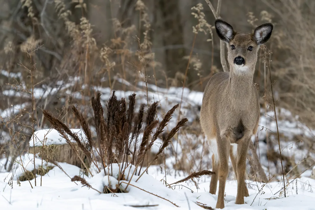 winter doe