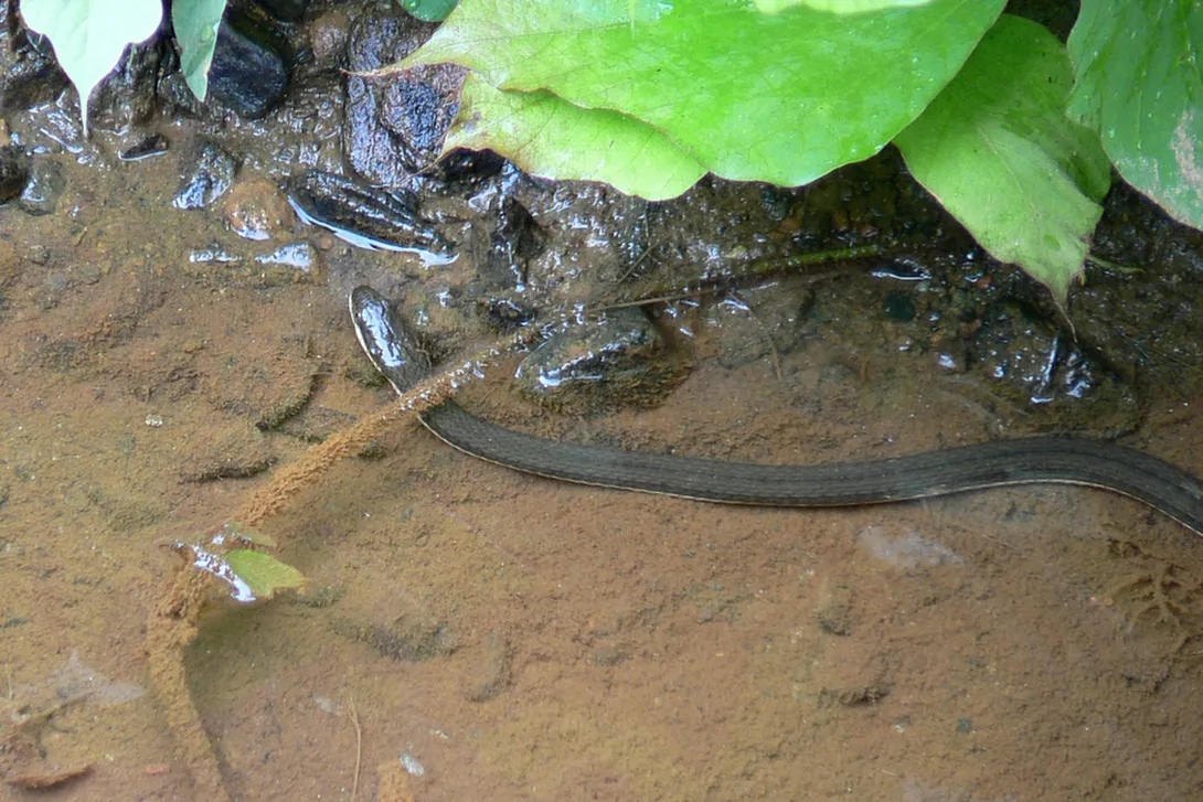 Queen Snake at waters edge