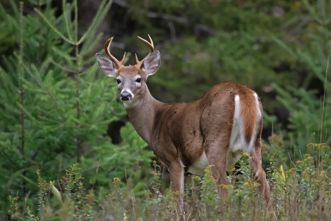 Buck in field near trees