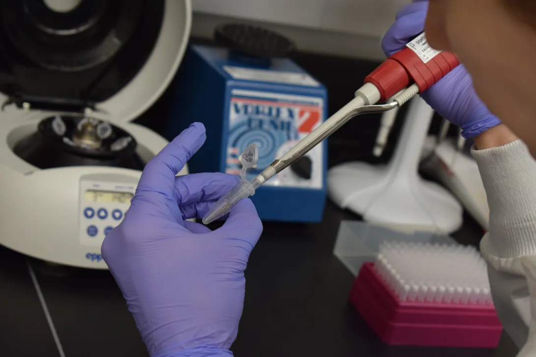 pipetting samples from tube 