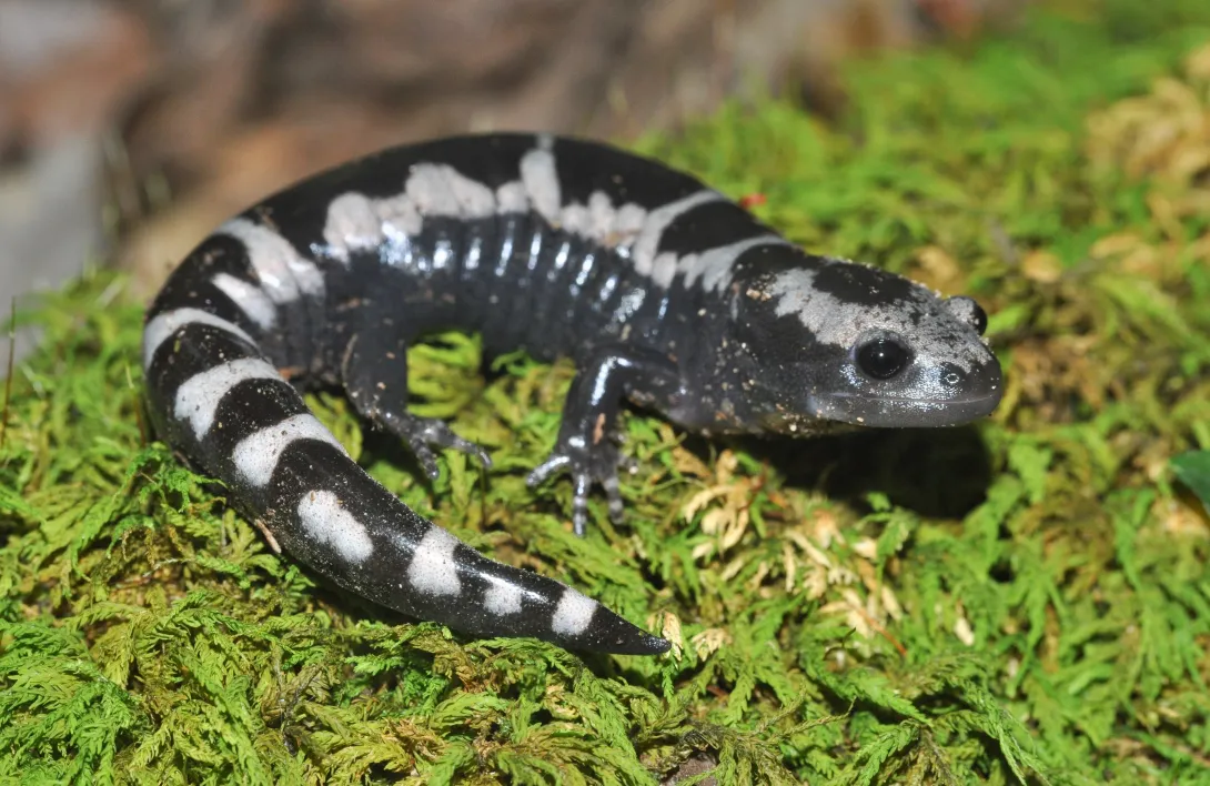 marbled salamander on moss