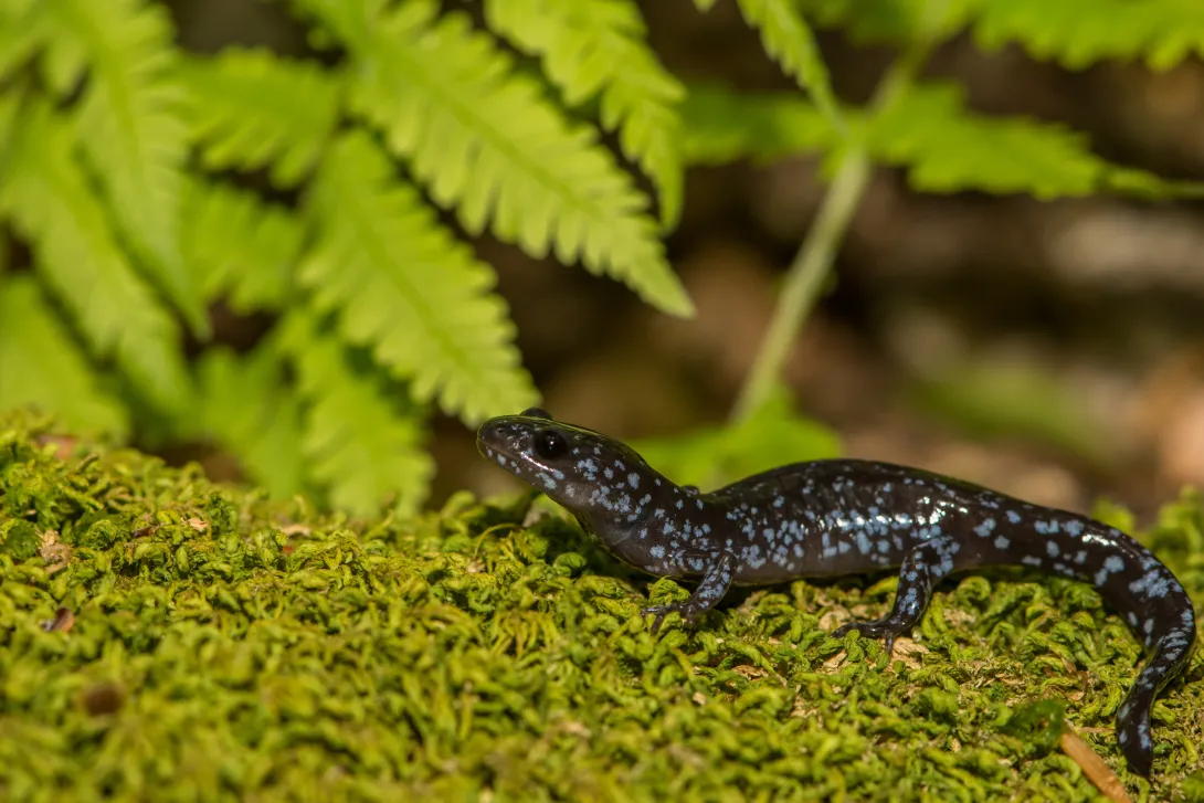 Blue-spotted Salamander on moss