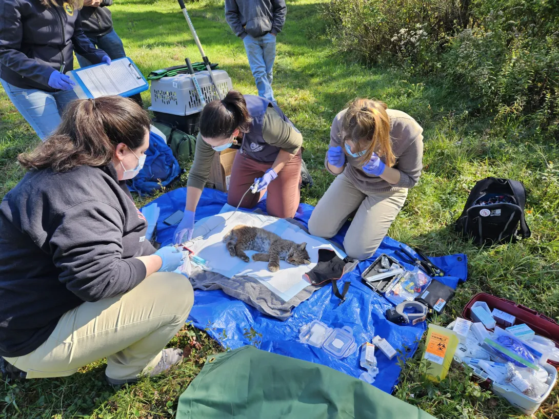 examining a sedated bobcat
