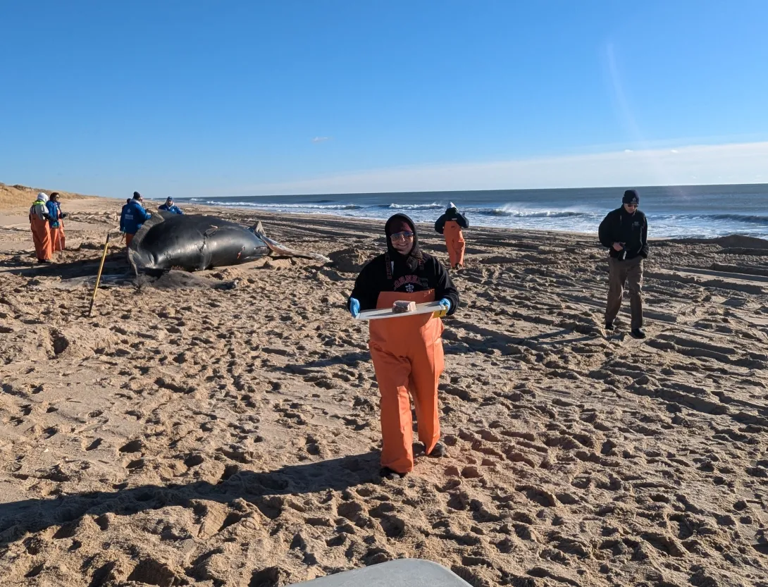 Collecting samples at a whale necropsy