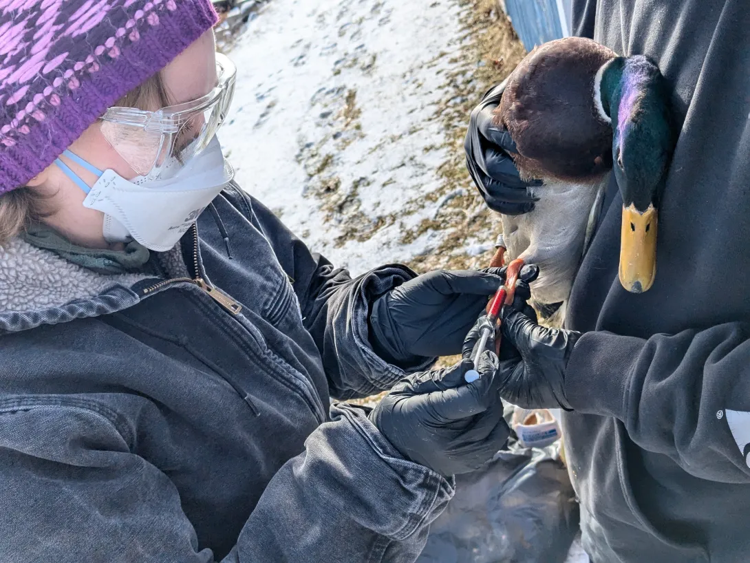 blood collection on ducks for HPAI testing