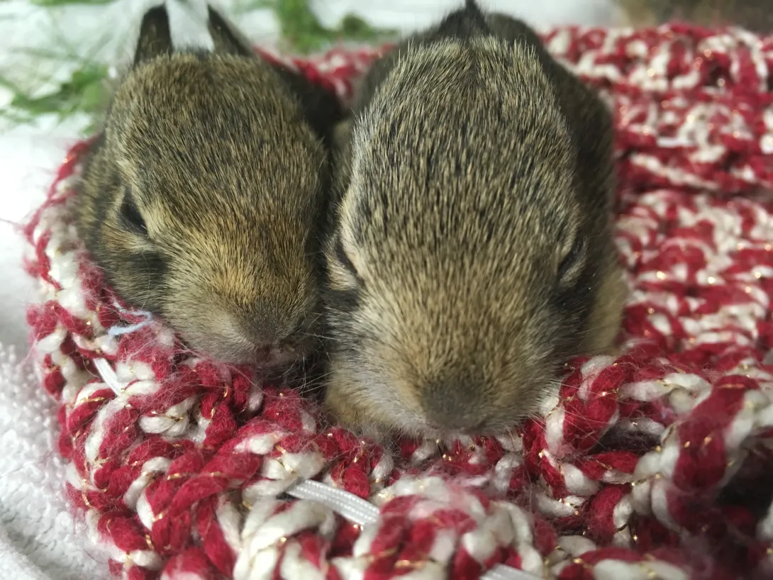 baby bunnies in rehab