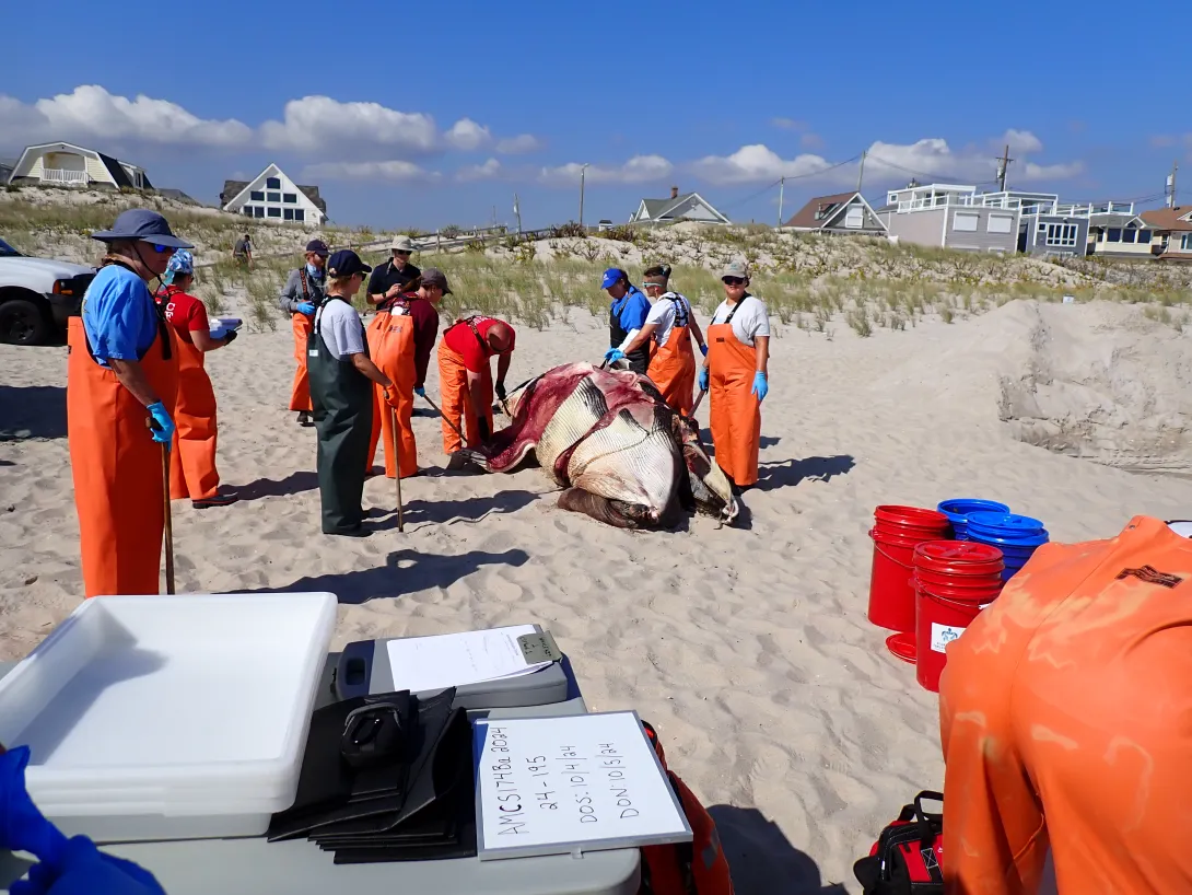 Whale stranding examination