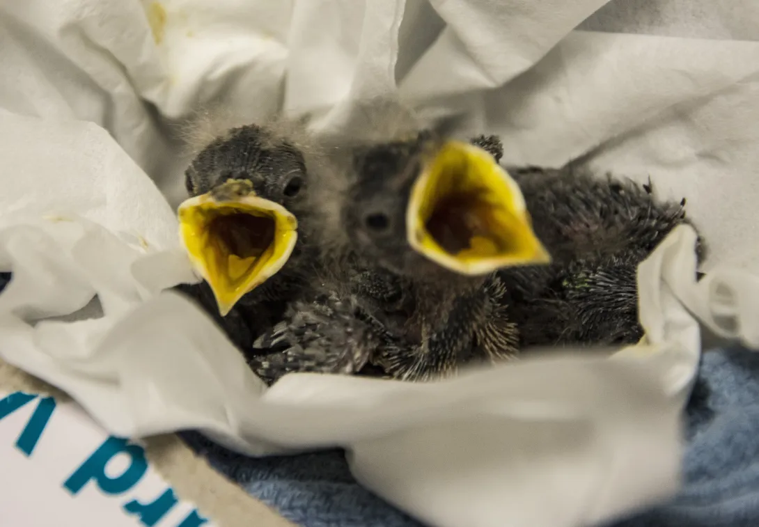 baby birds waiting to be fed