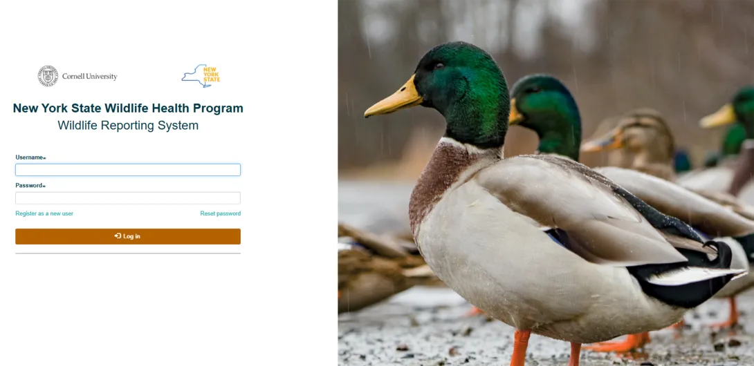 Thumbnail of the NYS WHP Rehabber Database site