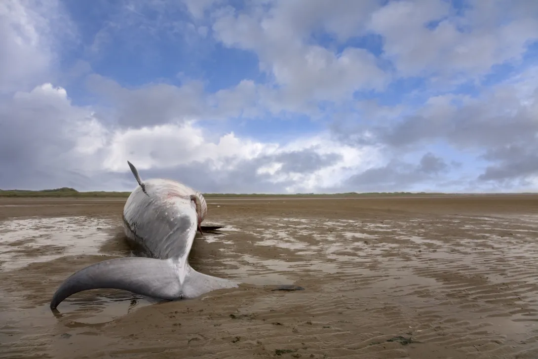 minke whale on beach