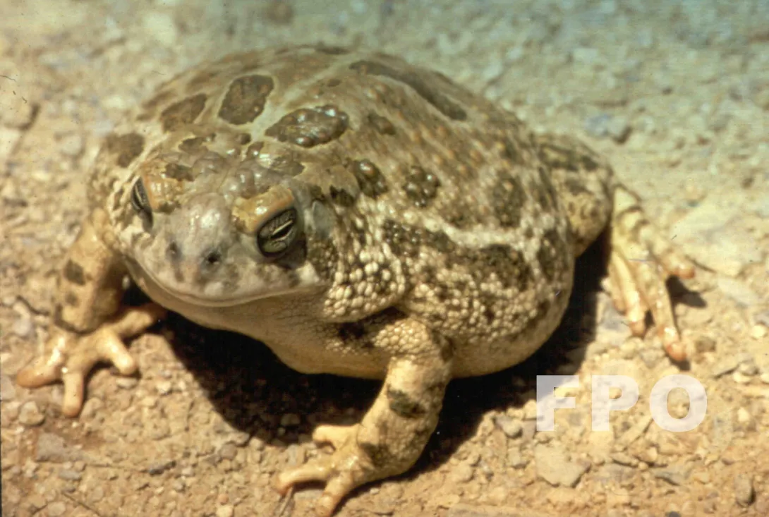 Some Toad