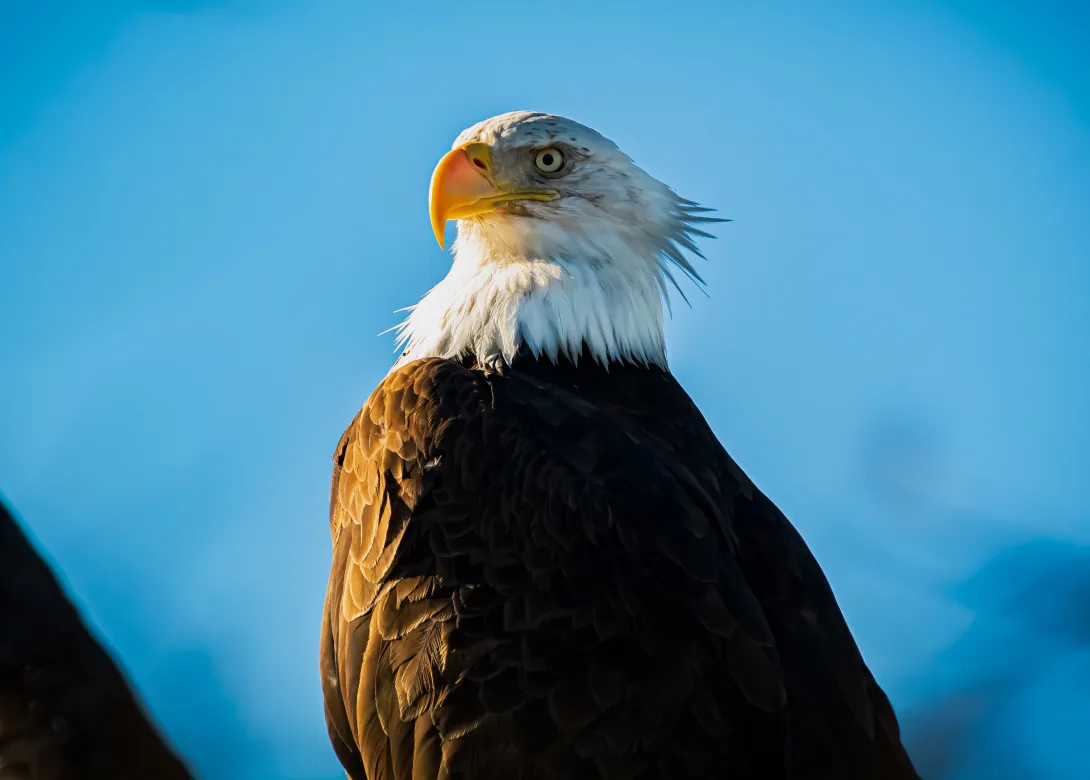 Bald eagle against blue sky background