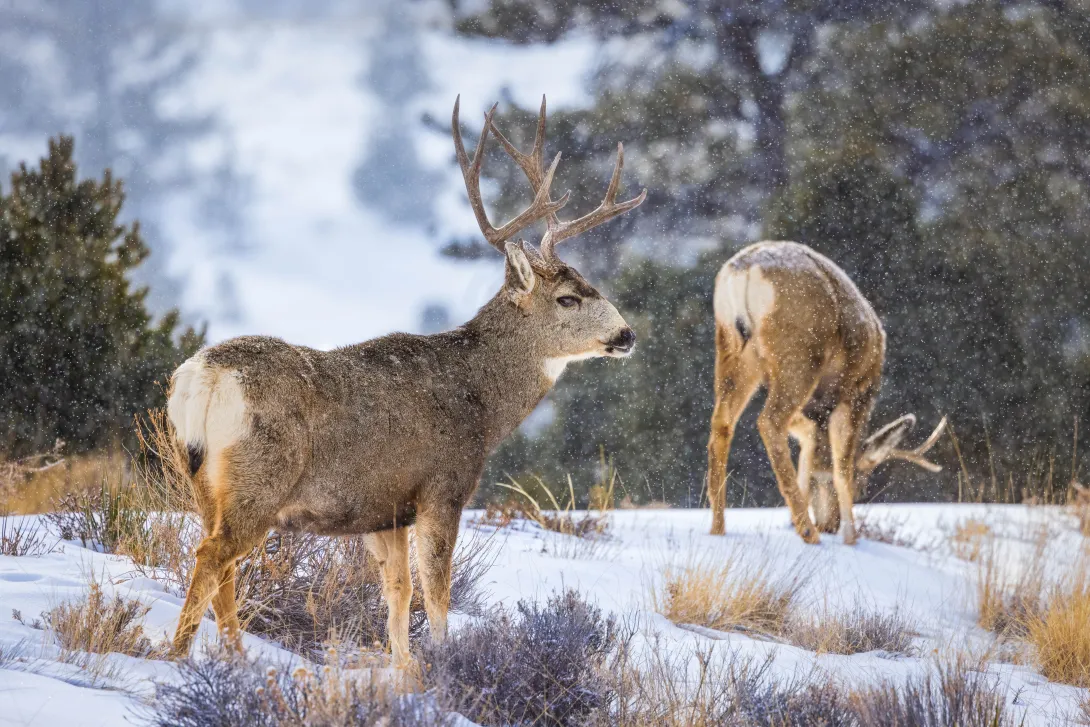 Pair of mule deer in the snow