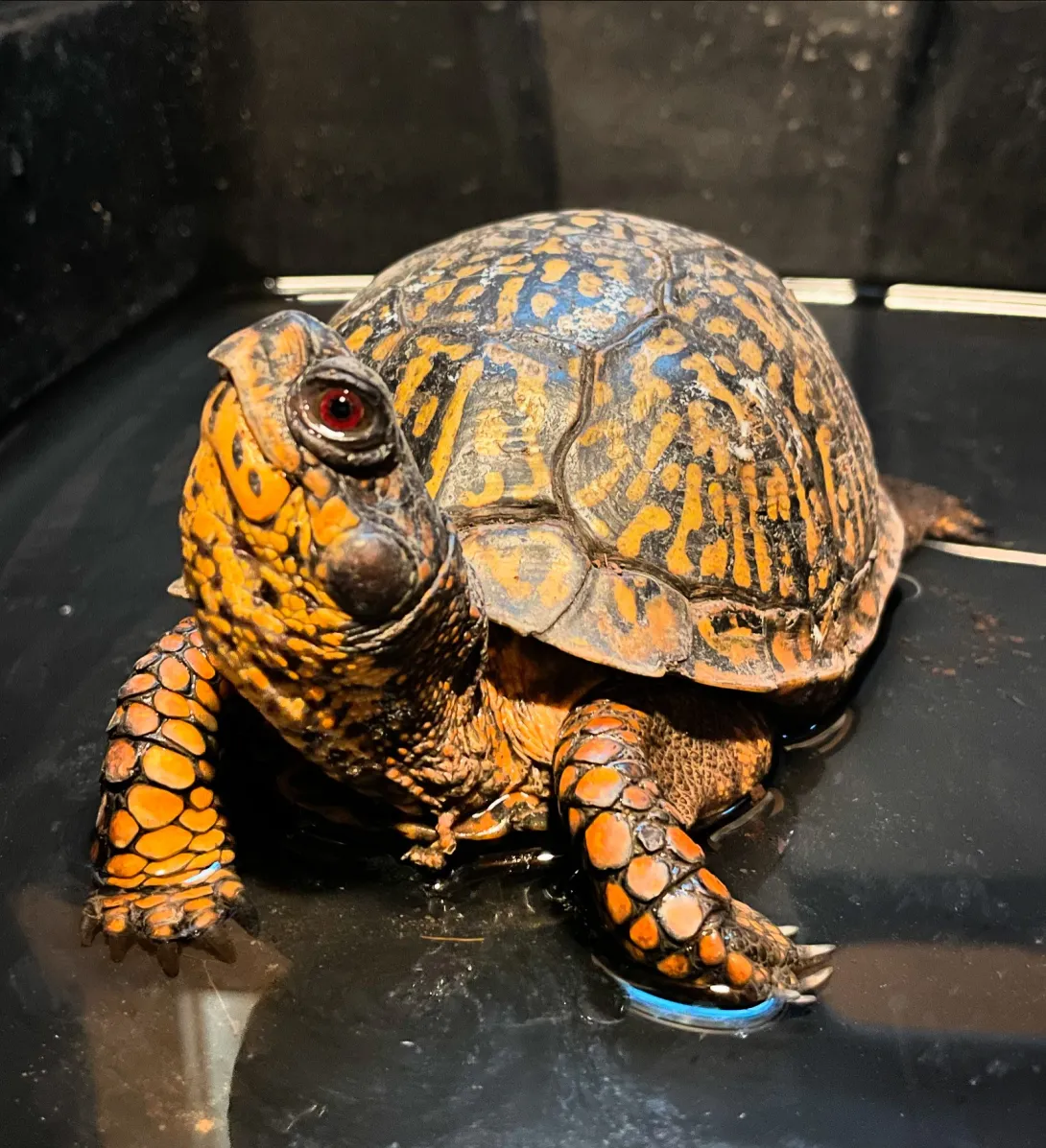 Eastern box turtle in black container
