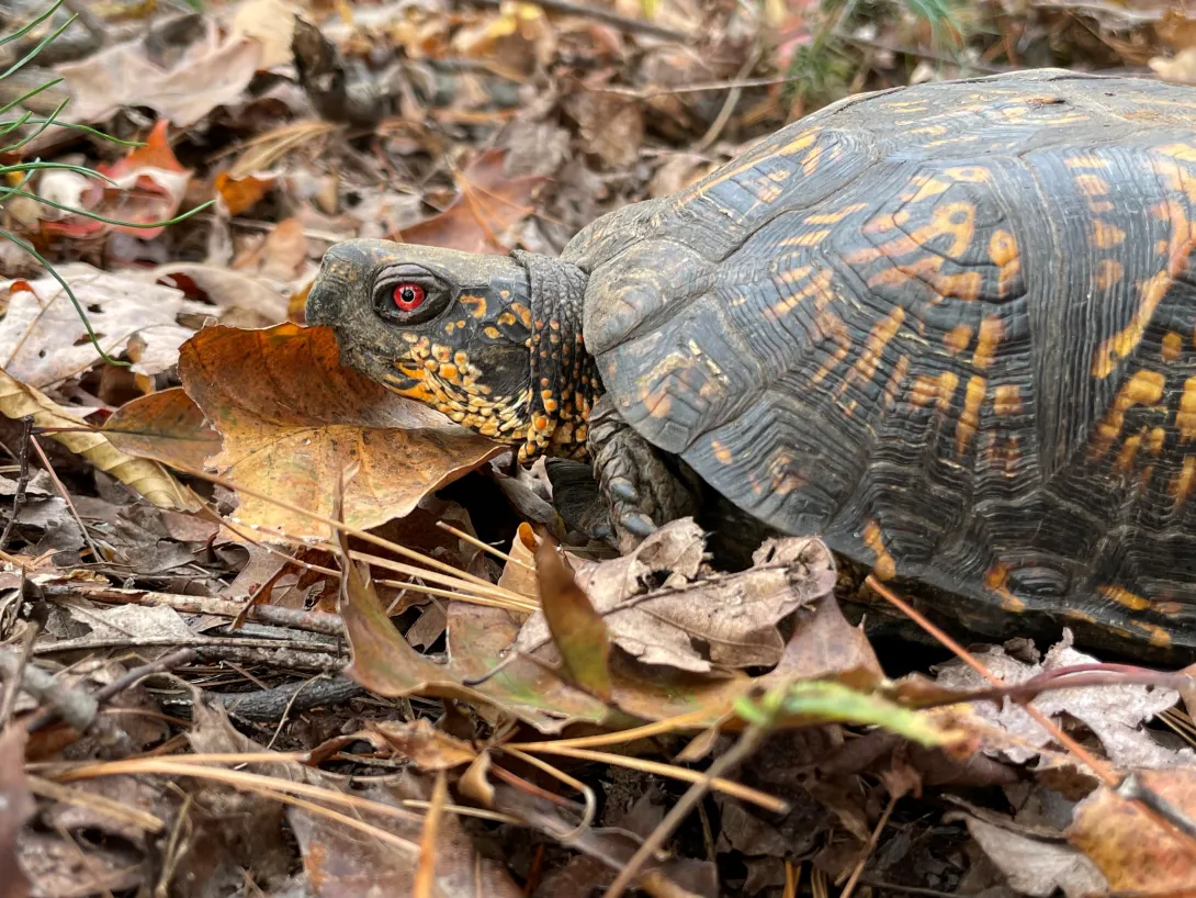 Eastern box turtle on leaves