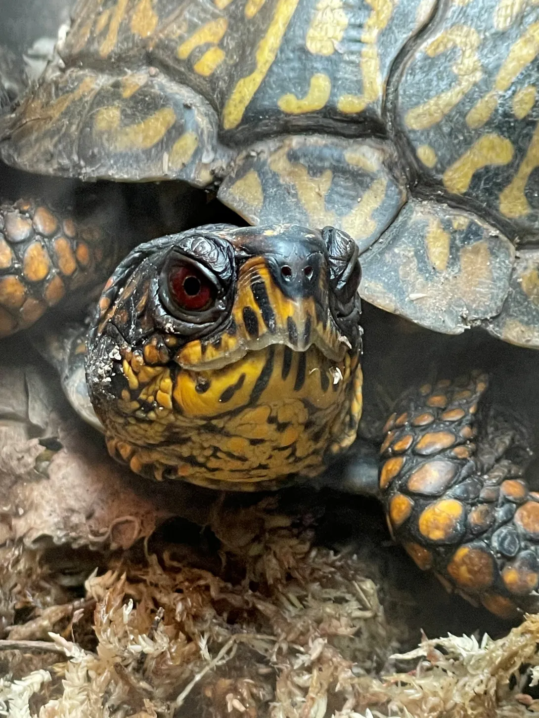 Eastern box turtle closeup