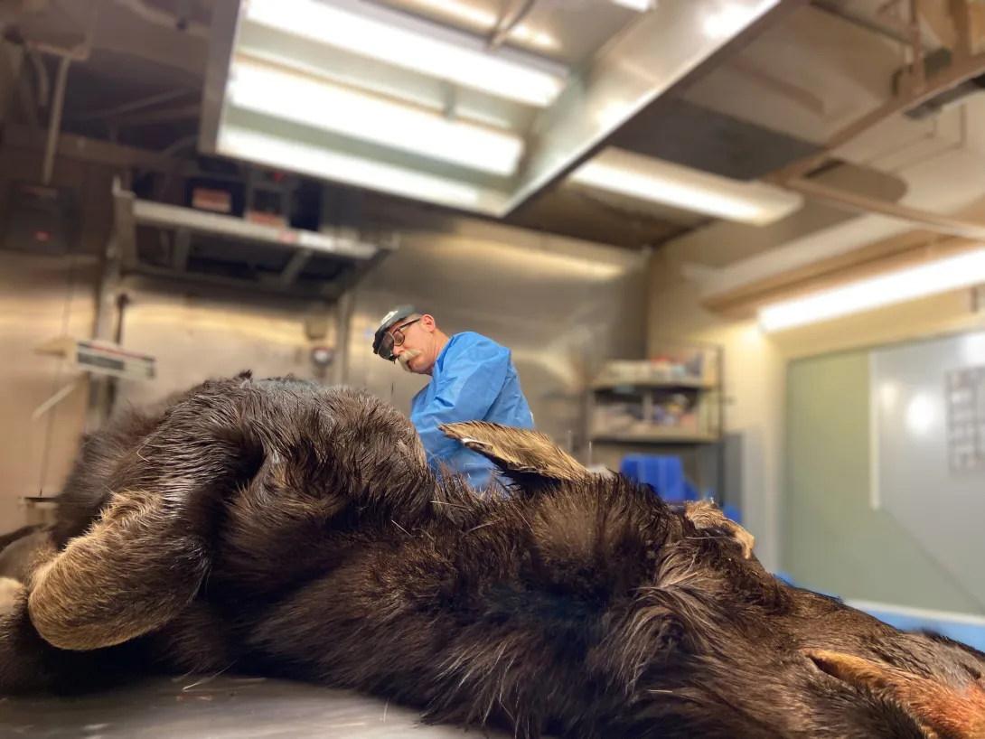 Kevin preparing to necropsy an adult moose