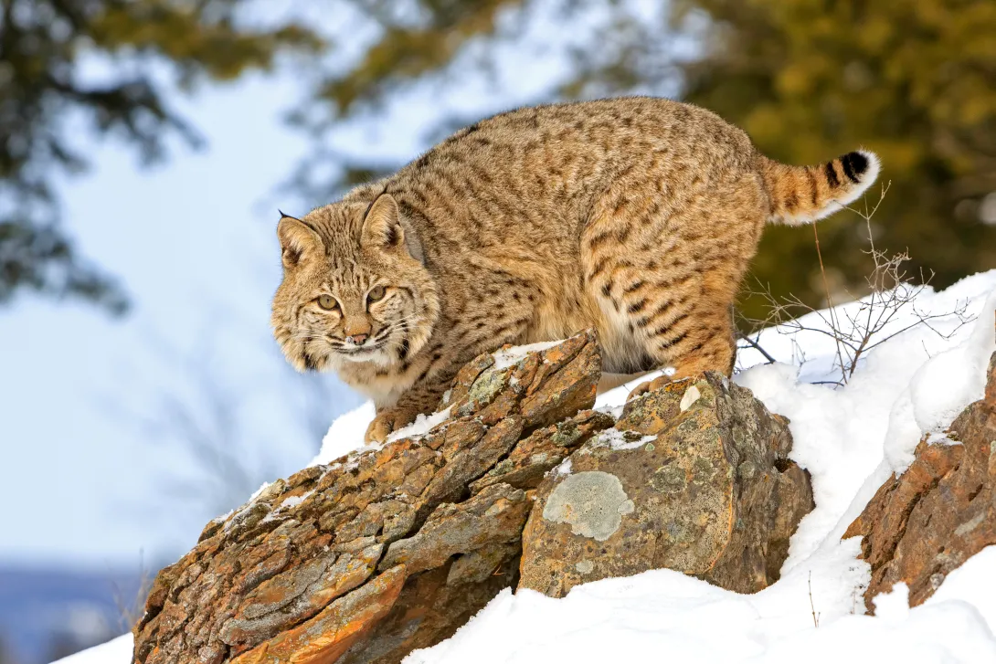 Bob cat on a rock in the snow