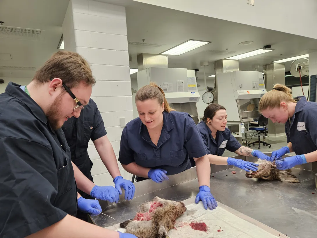 Praticipants extracting lymph nodes during CWD lab