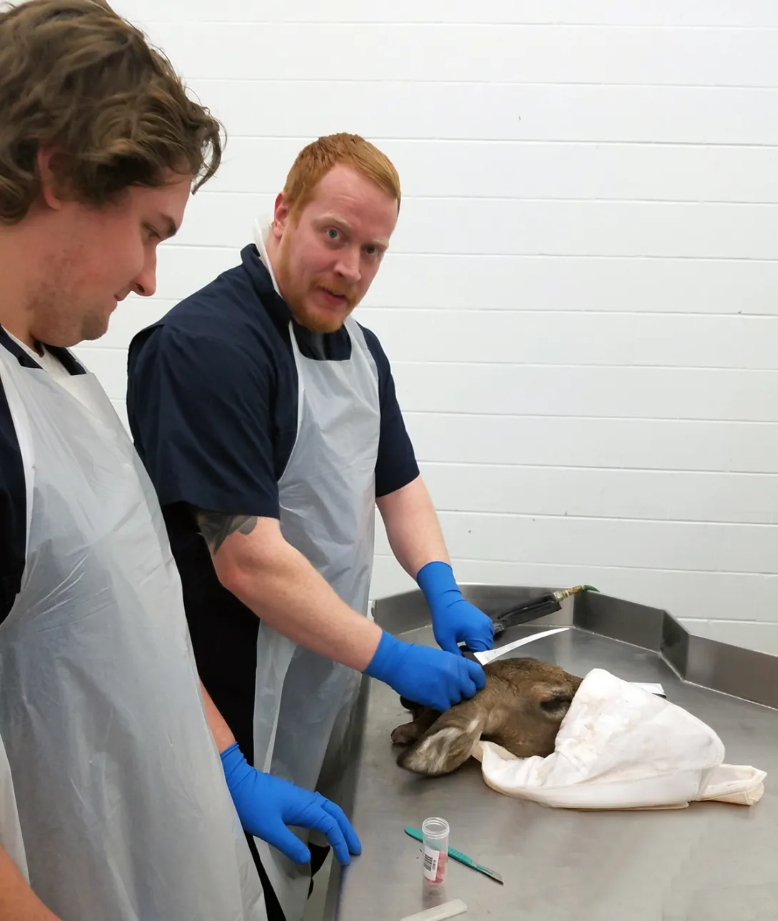 Lymph node extraction from deer head