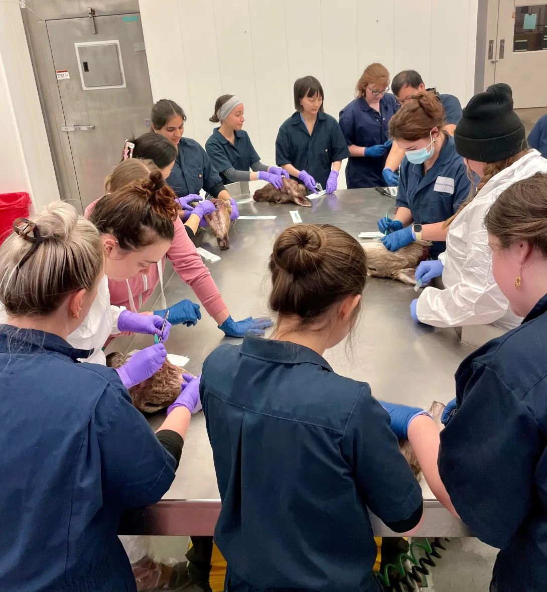 Participants doing CWD sample collection on white-tailed deer heads