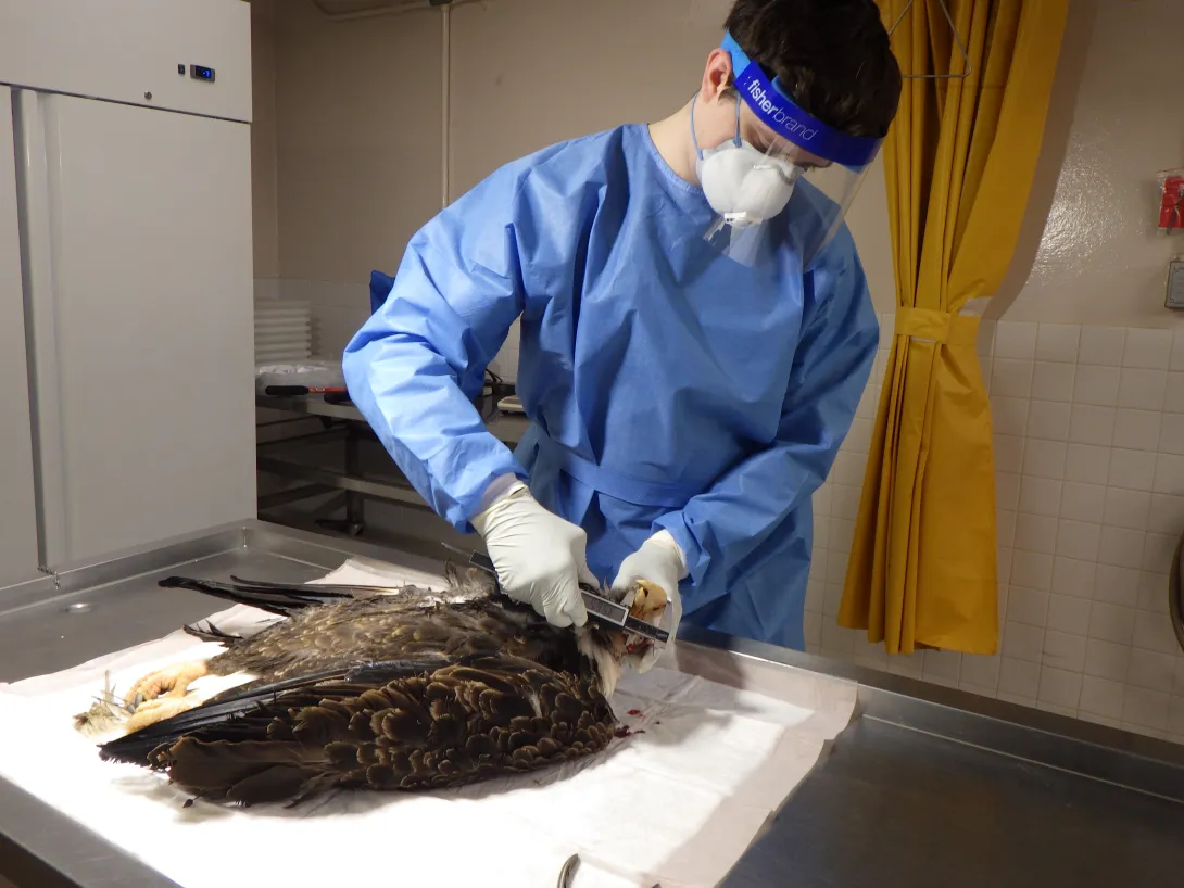 measuring bald eagle for necropsy