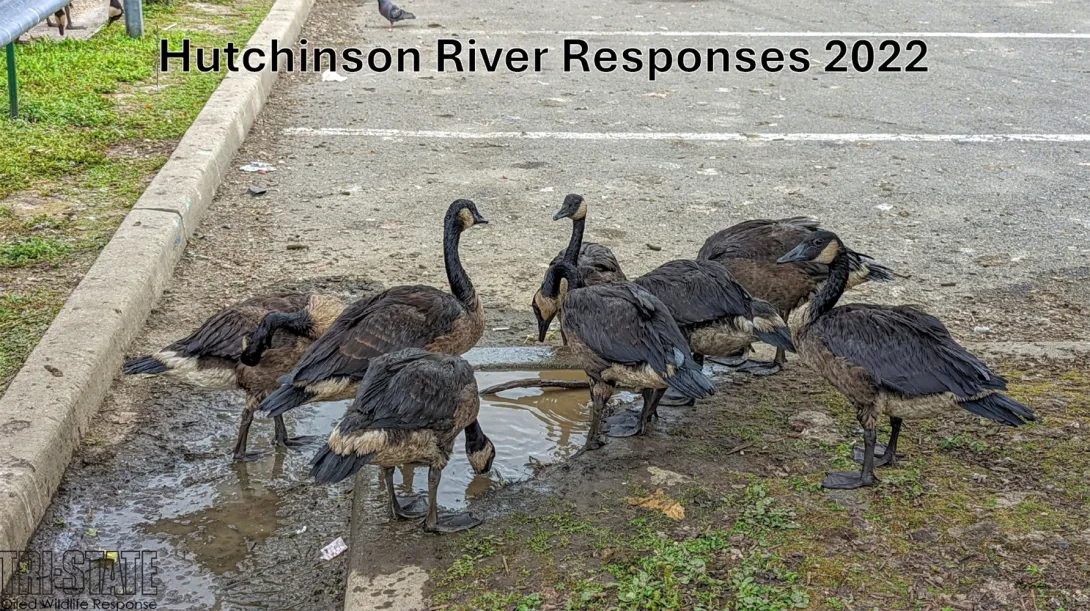 Thumbnail of title slide-NYSDEC Spill case study-2022