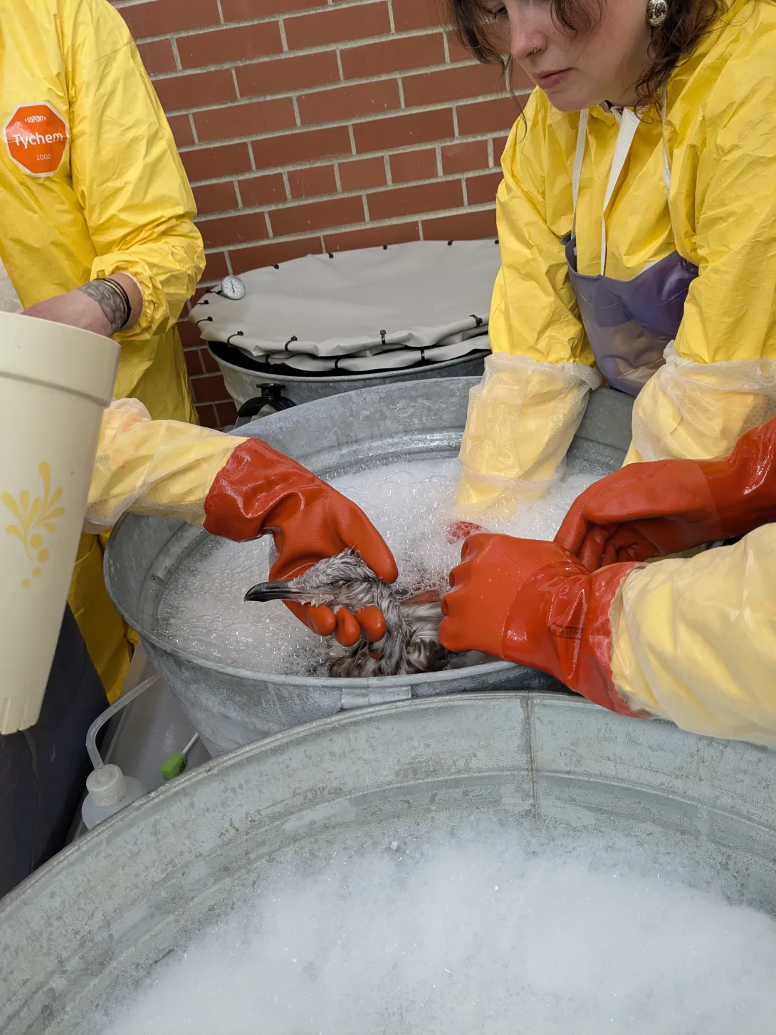 holding bird in soapy bucket