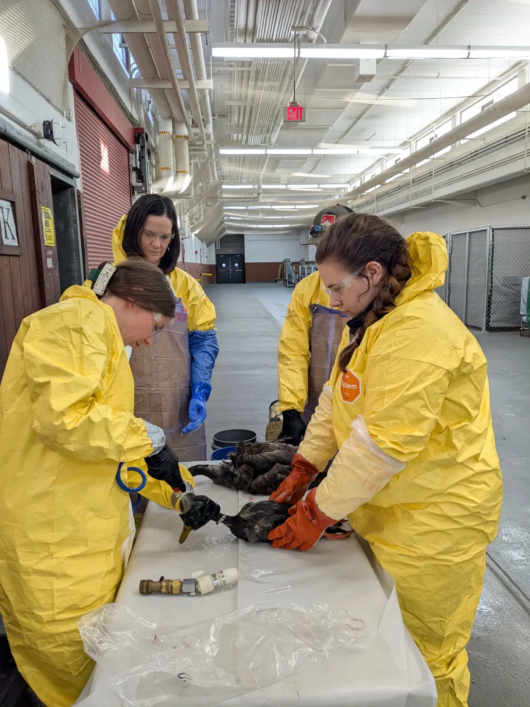holding decontaminated bird