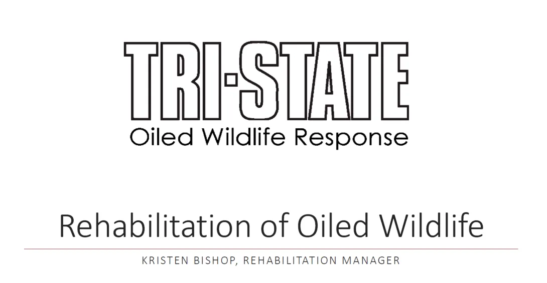 Thumbnail of title slide for Rehabilitation of Oiled Wildlife