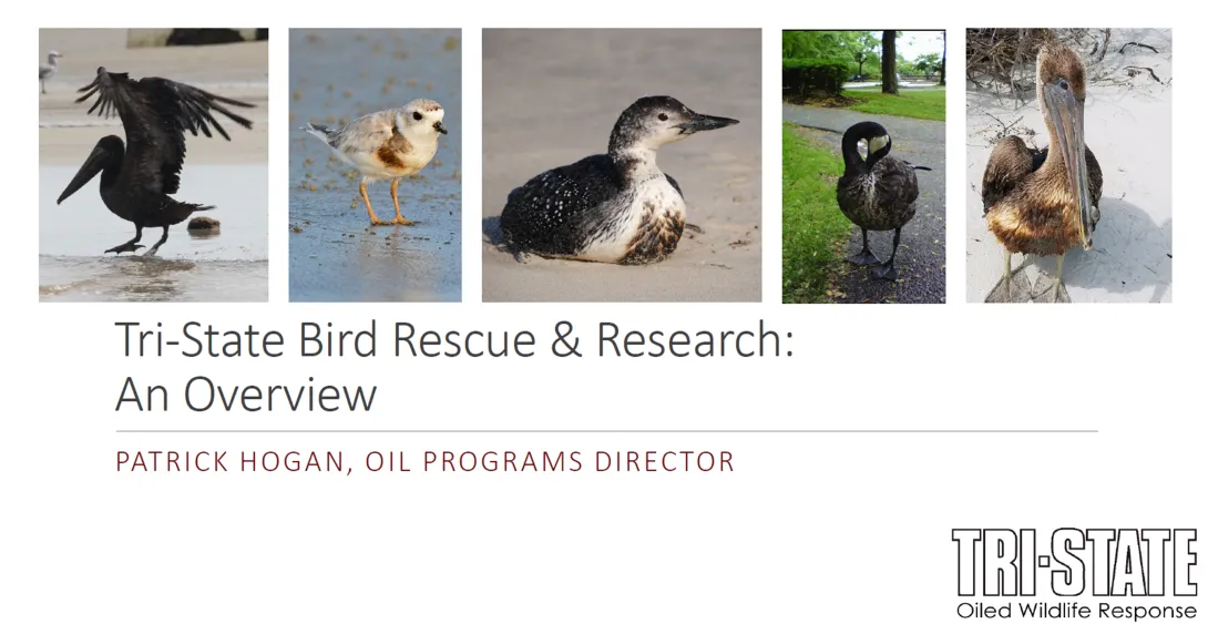Thumbnail of title slide of TSBRR Overview