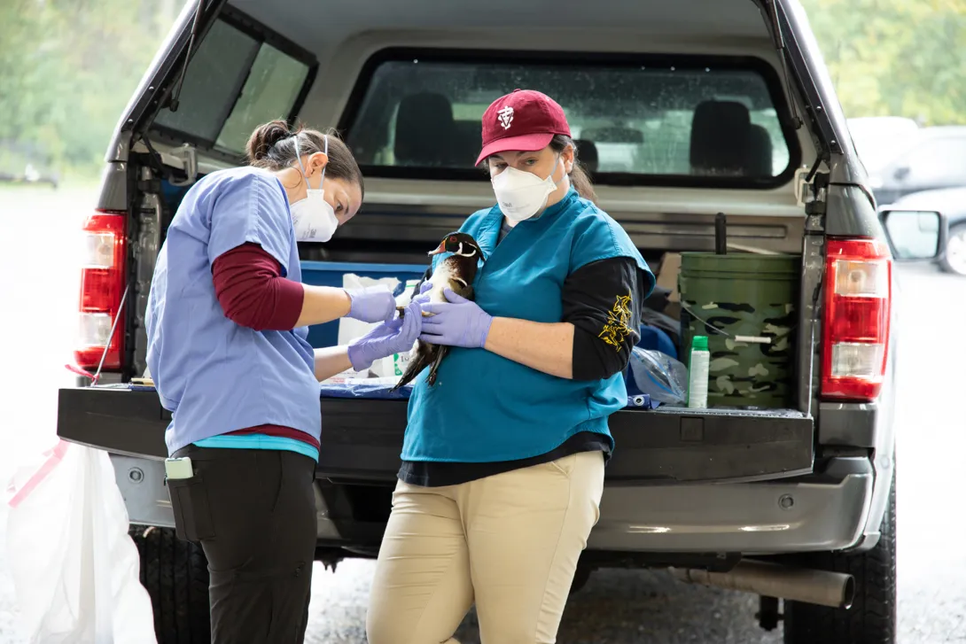 Sampling a wood duck