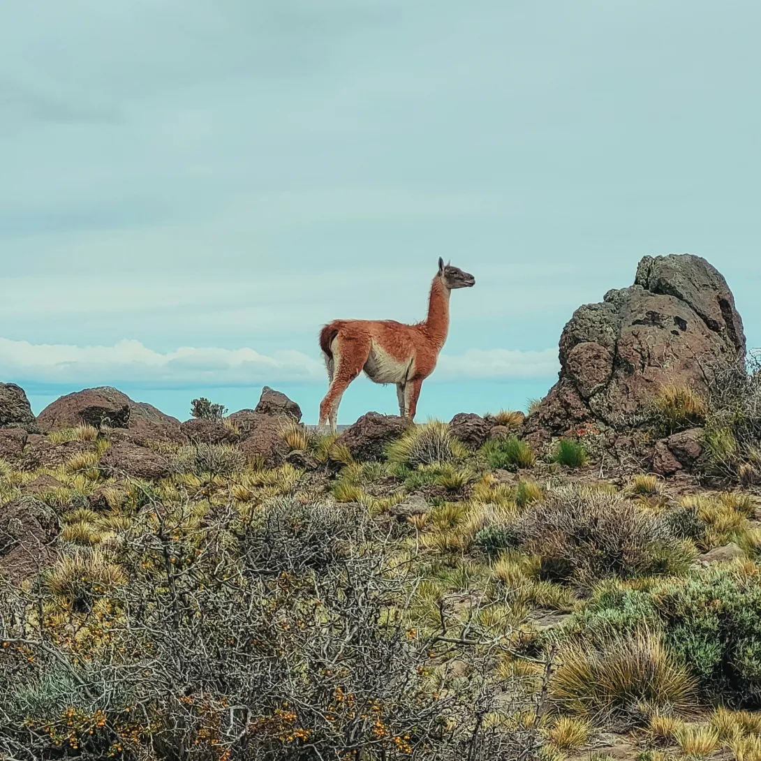 Photo by @luzanarhttps://unsplash.com/photos/a-llama-standing-on-top-of-a-dry-grass-covered-field-EI58h147HXs
