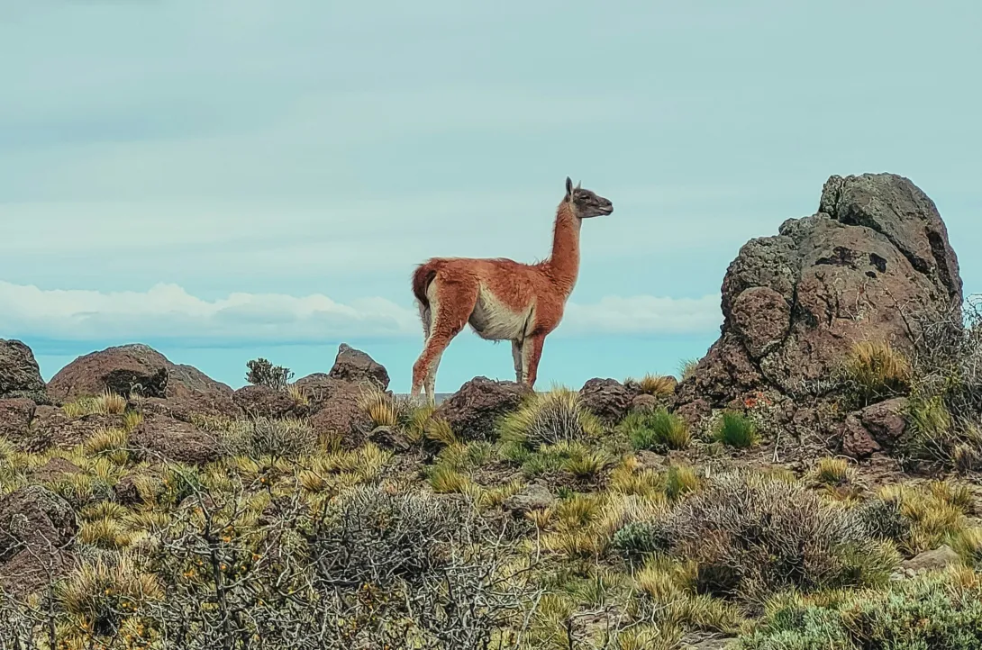 Guanaco standing on landscape