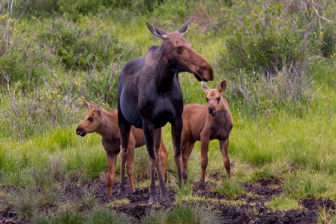 Moose cow with two calves near water