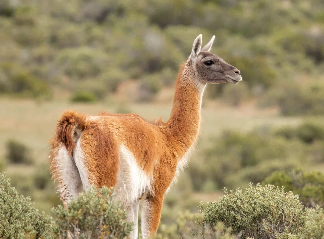 Guanaco in field