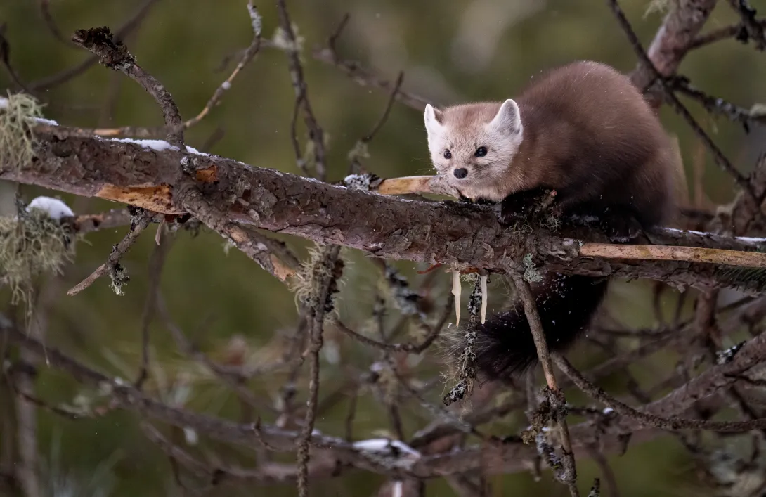 American marten in the Canadian wilderness