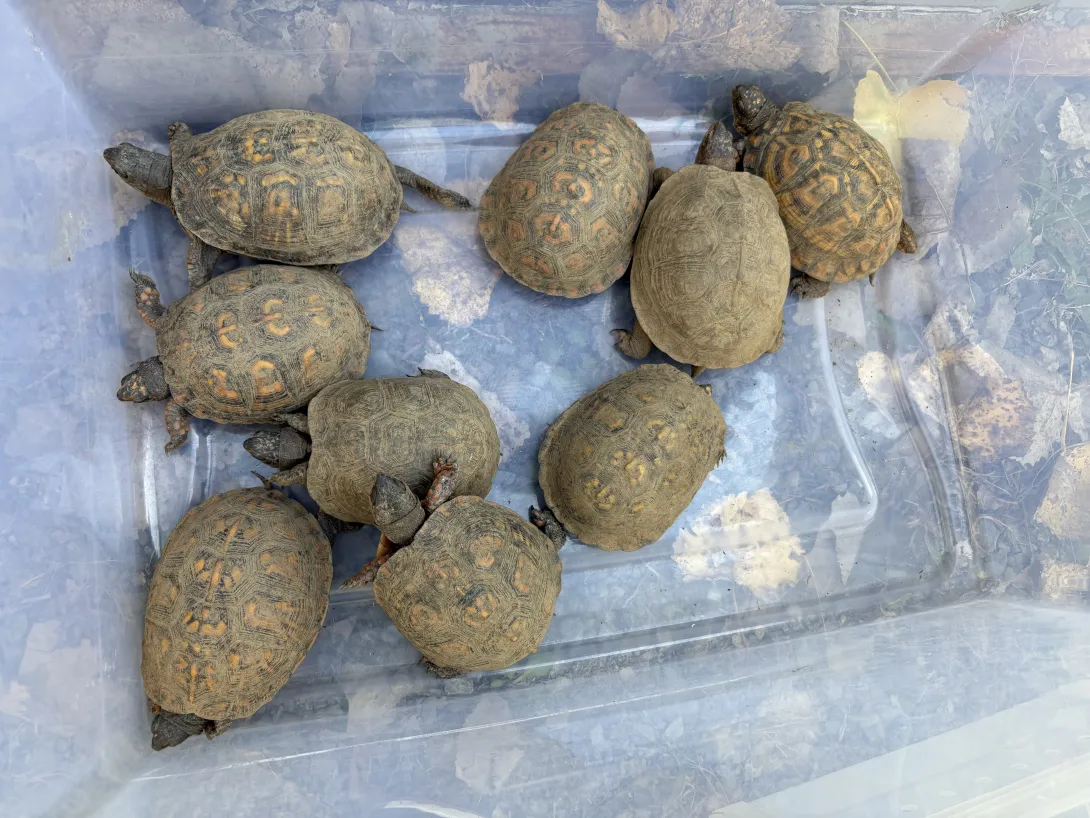 box turtles in plastic bin