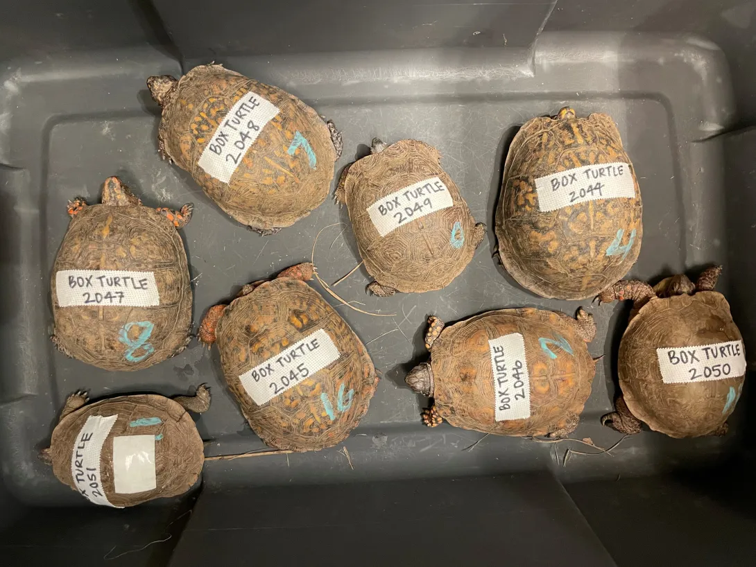 plastic bin of box turtles 
