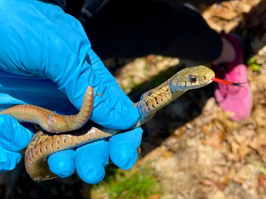 Gartern snake in gloved hand
